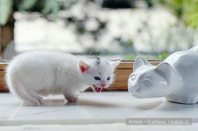 Позитив. Самые добрые и забавные фотографии для поднятия настроения | Бэйбики Позитив. Самые добрые и забавные фотографии для поднятия настроения