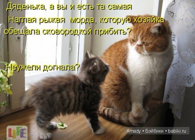 Позитив. Самые добрые и забавные фотографии для поднятия настроения | Бэйбики Позитив. Самые добрые и забавные фотографии для поднятия настроения