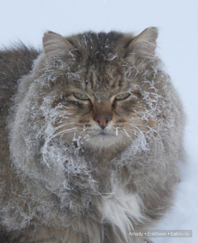Позитив. Самые добрые и забавные фотографии для поднятия настроения | Бэйбики Позитив. Самые добрые и забавные фотографии для поднятия настроения