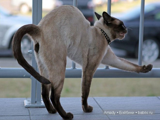 Позитив. Самые добрые и забавные фотографии для поднятия настроения | Бэйбики Позитив. Самые добрые и забавные фотографии для поднятия настроения