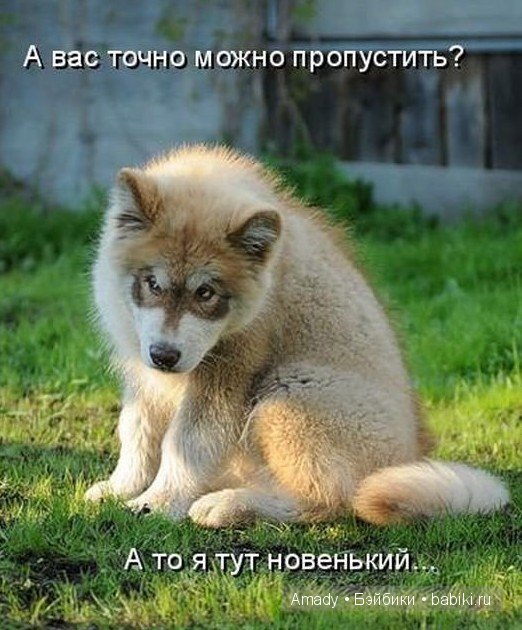 Позитив. Самые добрые и забавные фотографии для поднятия настроения | Бэйбики Позитив. Самые добрые и забавные фотографии для поднятия настроения