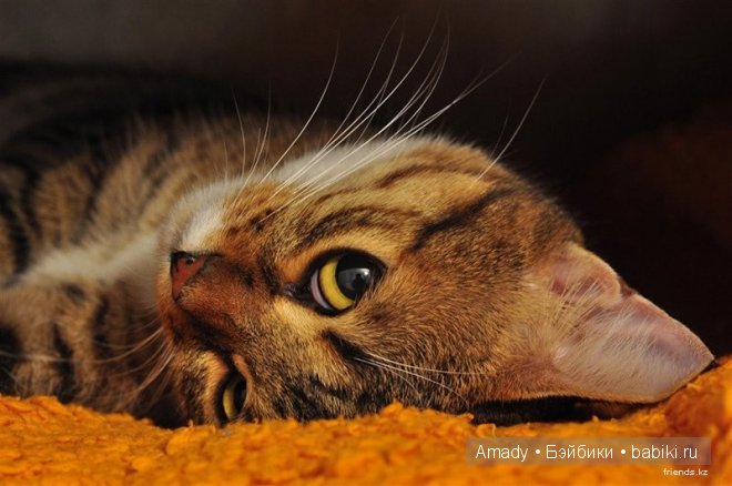 Позитив. Самые добрые и забавные фотографии для поднятия настроения | Бэйбики Позитив. Самые добрые и забавные фотографии для поднятия настроения