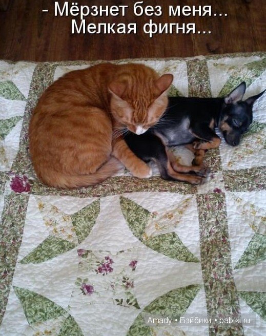 Позитив. Самые добрые и забавные фотографии для поднятия настроения | Бэйбики Позитив. Самые добрые и забавные фотографии для поднятия настроения