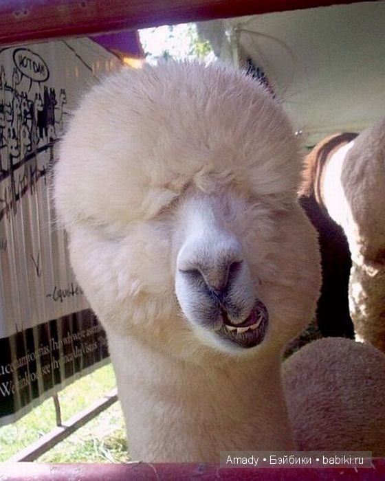 Позитив. Самые добрые и забавные фотографии для поднятия настроения | Бэйбики Позитив. Самые добрые и забавные фотографии для поднятия настроения