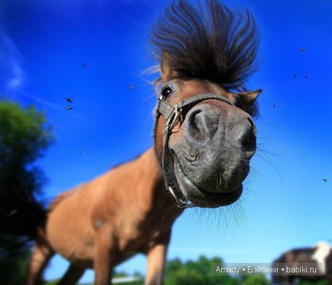 Позитив. Самые добрые и забавные фотографии для поднятия настроения | Бэйбики Позитив. Самые добрые и забавные фотографии для поднятия настроения