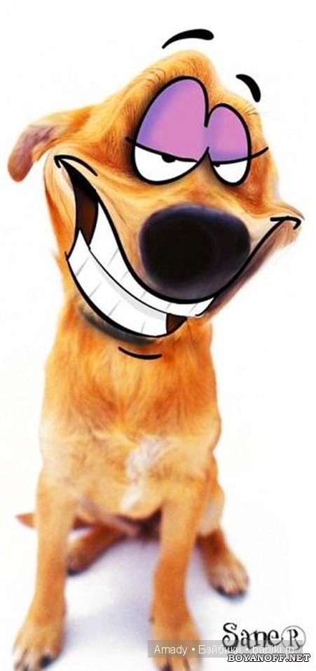 Позитив. Самые добрые и забавные фотографии для поднятия настроения | Бэйбики Позитив. Самые добрые и забавные фотографии для поднятия настроения