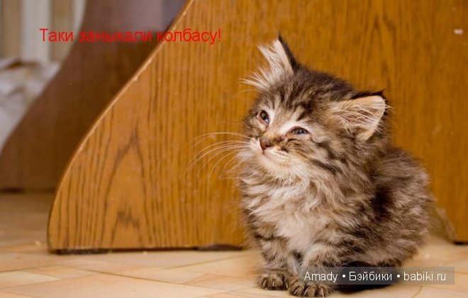 Позитив. Самые добрые и забавные фотографии для поднятия настроения | Бэйбики Позитив. Самые добрые и забавные фотографии для поднятия настроения