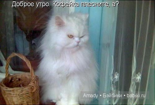 Позитив. Самые добрые и забавные фотографии для поднятия настроения | Бэйбики Позитив. Самые добрые и забавные фотографии для поднятия настроения