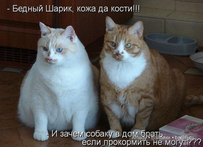 Позитив. Самые добрые и забавные фотографии для поднятия настроения | Бэйбики Позитив. Самые добрые и забавные фотографии для поднятия настроения