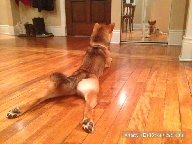 Позитив. Самые добрые и забавные фотографии для поднятия настроения | Бэйбики Позитив. Самые добрые и забавные фотографии для поднятия настроения