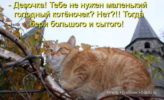 Позитив. Самые добрые и забавные фотографии для поднятия настроения | Бэйбики Позитив. Самые добрые и забавные фотографии для поднятия настроения