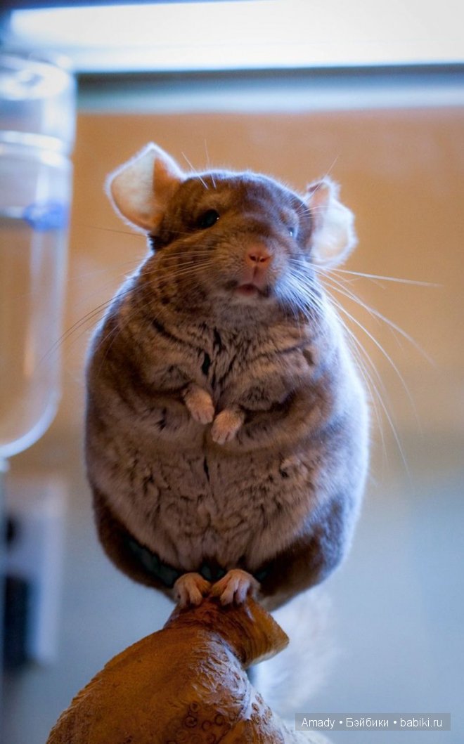 Позитив. Самые добрые и забавные фотографии для поднятия настроения | Бэйбики Позитив. Самые добрые и забавные фотографии для поднятия настроения