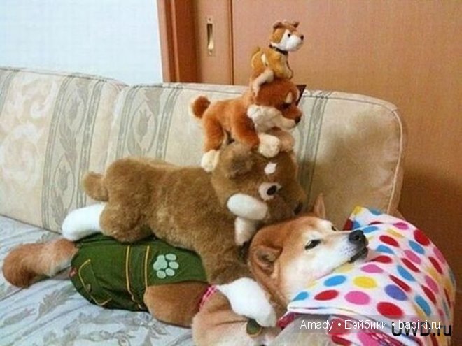 Позитив. Самые добрые и забавные фотографии для поднятия настроения | Бэйбики Позитив. Самые добрые и забавные фотографии для поднятия настроения