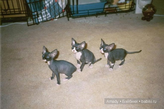 Позитив. Самые добрые и забавные фотографии для поднятия настроения | Бэйбики Позитив. Самые добрые и забавные фотографии для поднятия настроения