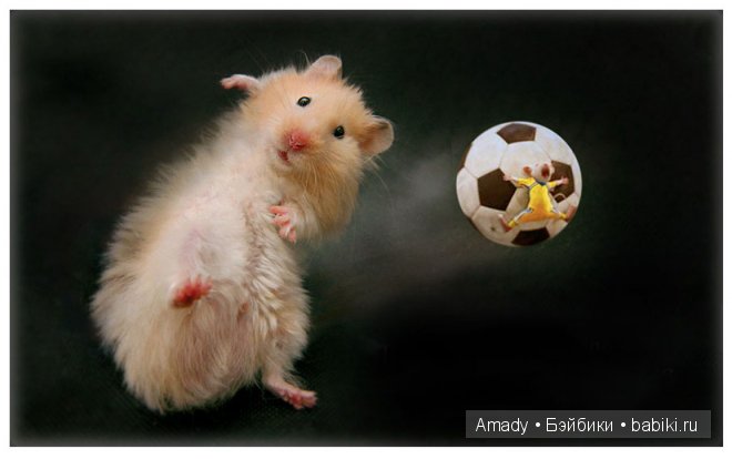 Позитив. Самые добрые и забавные фотографии для поднятия настроения | Бэйбики Позитив. Самые добрые и забавные фотографии для поднятия настроения