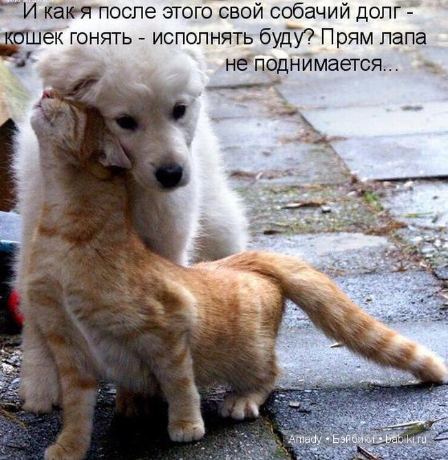 Позитив. Самые добрые и забавные фотографии для поднятия настроения | Бэйбики Позитив. Самые добрые и забавные фотографии для поднятия настроения