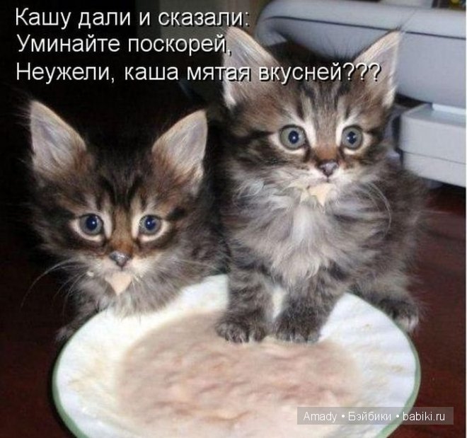 Позитив. Самые добрые и забавные фотографии для поднятия настроения | Бэйбики Позитив. Самые добрые и забавные фотографии для поднятия настроения