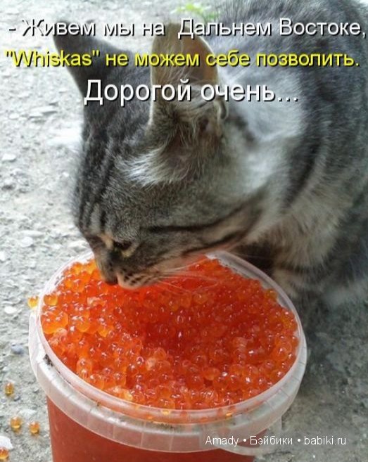 Позитив. Самые добрые и забавные фотографии для поднятия настроения | Бэйбики Позитив. Самые добрые и забавные фотографии для поднятия настроения