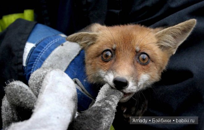 Позитив. Самые добрые и забавные фотографии для поднятия настроения | Бэйбики Позитив. Самые добрые и забавные фотографии для поднятия настроения