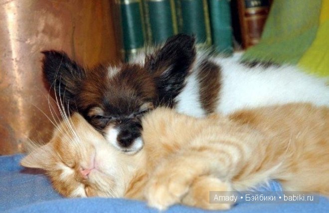 Позитив. Самые добрые и забавные фотографии для поднятия настроения | Бэйбики Позитив. Самые добрые и забавные фотографии для поднятия настроения