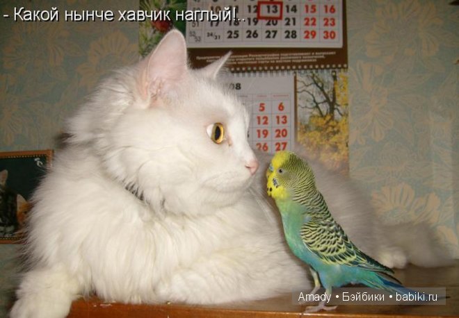 Позитив. Самые добрые и забавные фотографии для поднятия настроения | Бэйбики Позитив. Самые добрые и забавные фотографии для поднятия настроения