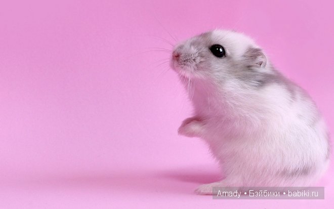 Позитив. Самые добрые и забавные фотографии для поднятия настроения | Бэйбики Позитив. Самые добрые и забавные фотографии для поднятия настроения