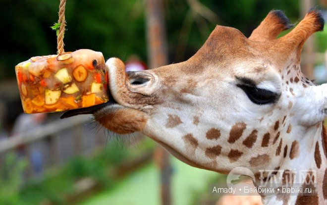 Позитив. Самые добрые и забавные фотографии для поднятия настроения | Бэйбики Позитив. Самые добрые и забавные фотографии для поднятия настроения