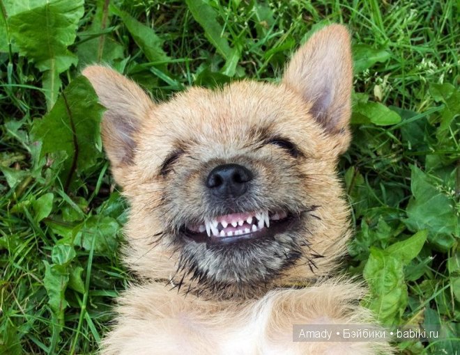 Позитив. Самые добрые и забавные фотографии для поднятия настроения | Бэйбики Позитив. Самые добрые и забавные фотографии для поднятия настроения