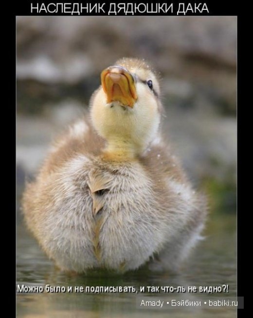 Позитив. Самые добрые и забавные фотографии для поднятия настроения | Бэйбики Позитив. Самые добрые и забавные фотографии для поднятия настроения