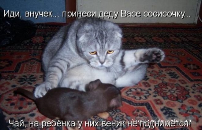 Позитив. Самые добрые и забавные фотографии для поднятия настроения | Бэйбики Позитив. Самые добрые и забавные фотографии для поднятия настроения