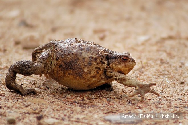 Позитив. Самые добрые и забавные фотографии для поднятия настроения | Бэйбики Позитив. Самые добрые и забавные фотографии для поднятия настроения