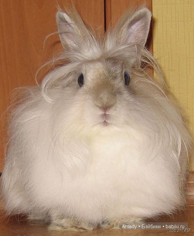 Позитив. Самые добрые и забавные фотографии для поднятия настроения | Бэйбики Позитив. Самые добрые и забавные фотографии для поднятия настроения