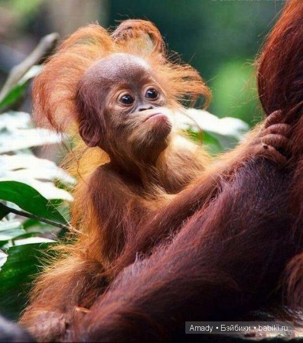 Позитив. Самые добрые и забавные фотографии для поднятия настроения | Бэйбики Позитив. Самые добрые и забавные фотографии для поднятия настроения