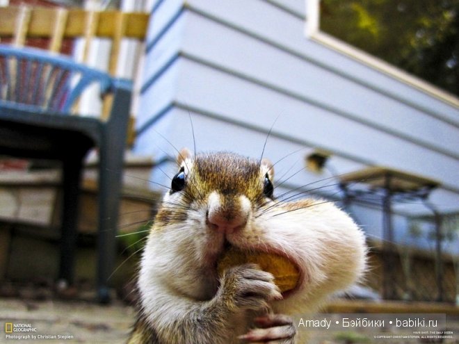 Позитив. Самые добрые и забавные фотографии для поднятия настроения | Бэйбики Позитив. Самые добрые и забавные фотографии для поднятия настроения