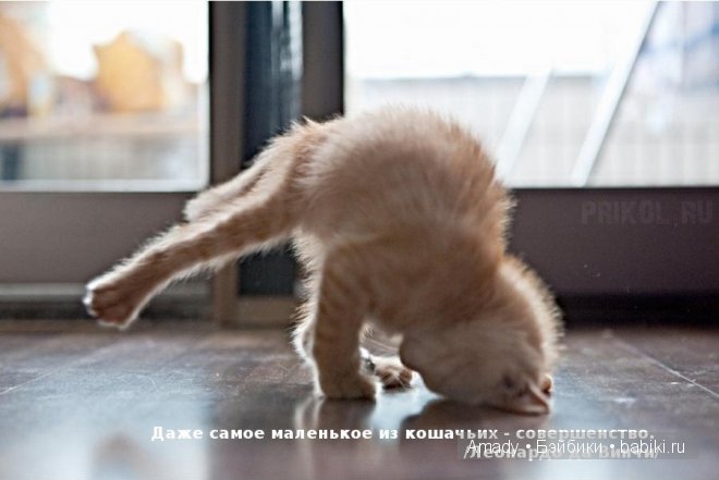 Позитив. Самые добрые и забавные фотографии для поднятия настроения | Бэйбики Позитив. Самые добрые и забавные фотографии для поднятия настроения