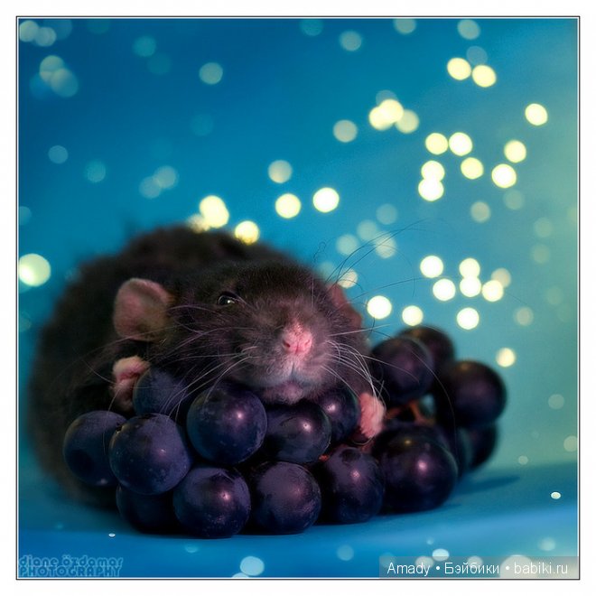 Позитив. Самые добрые и забавные фотографии для поднятия настроения | Бэйбики Позитив. Самые добрые и забавные фотографии для поднятия настроения