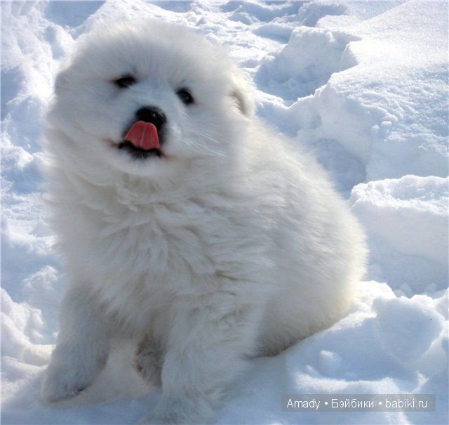 Позитив. Самые добрые и забавные фотографии для поднятия настроения | Бэйбики Позитив. Самые добрые и забавные фотографии для поднятия настроения