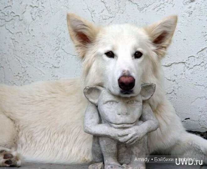 Позитив. Самые добрые и забавные фотографии для поднятия настроения | Бэйбики Позитив. Самые добрые и забавные фотографии для поднятия настроения