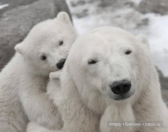 Позитив. Самые добрые и забавные фотографии для поднятия настроения | Бэйбики Позитив. Самые добрые и забавные фотографии для поднятия настроения