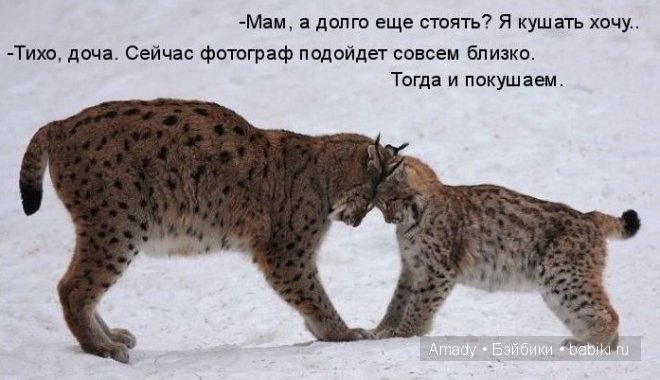 Позитив. Самые добрые и забавные фотографии для поднятия настроения | Бэйбики Позитив. Самые добрые и забавные фотографии для поднятия настроения