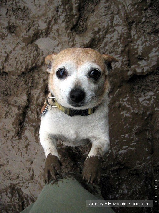 Позитив. Самые добрые и забавные фотографии для поднятия настроения | Бэйбики Позитив. Самые добрые и забавные фотографии для поднятия настроения