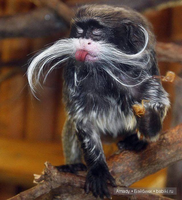 Позитив. Самые добрые и забавные фотографии для поднятия настроения | Бэйбики Позитив. Самые добрые и забавные фотографии для поднятия настроения