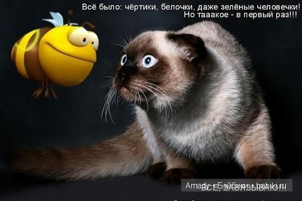 Позитив. Самые добрые и забавные фотографии для поднятия настроения | Бэйбики Позитив. Самые добрые и забавные фотографии для поднятия настроения