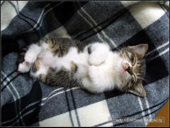 Позитив. Самые добрые и забавные фотографии для поднятия настроения | Бэйбики Позитив. Самые добрые и забавные фотографии для поднятия настроения