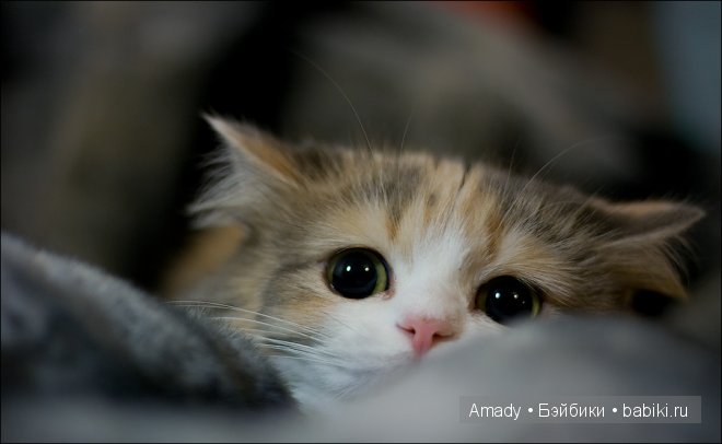 Позитив. Самые добрые и забавные фотографии для поднятия настроения | Бэйбики Позитив. Самые добрые и забавные фотографии для поднятия настроения