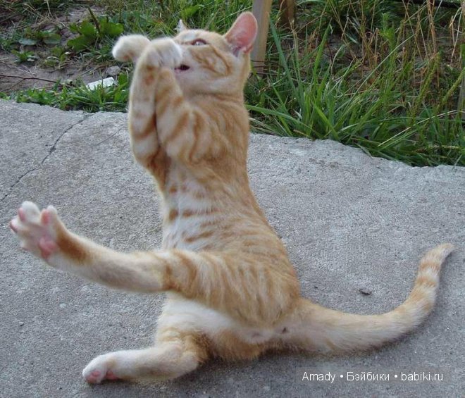 Позитив. Самые добрые и забавные фотографии для поднятия настроения | Бэйбики Позитив. Самые добрые и забавные фотографии для поднятия настроения