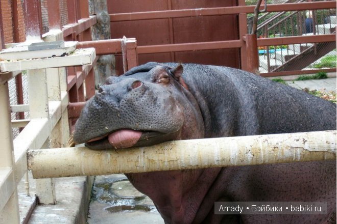 Позитив. Самые добрые и забавные фотографии для поднятия настроения | Бэйбики Позитив. Самые добрые и забавные фотографии для поднятия настроения
