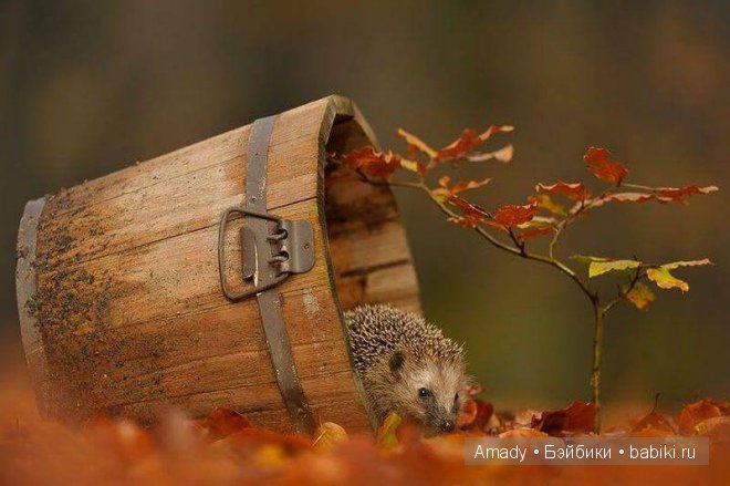 Позитив. Самые добрые и забавные фотографии для поднятия настроения | Бэйбики Позитив. Самые добрые и забавные фотографии для поднятия настроения