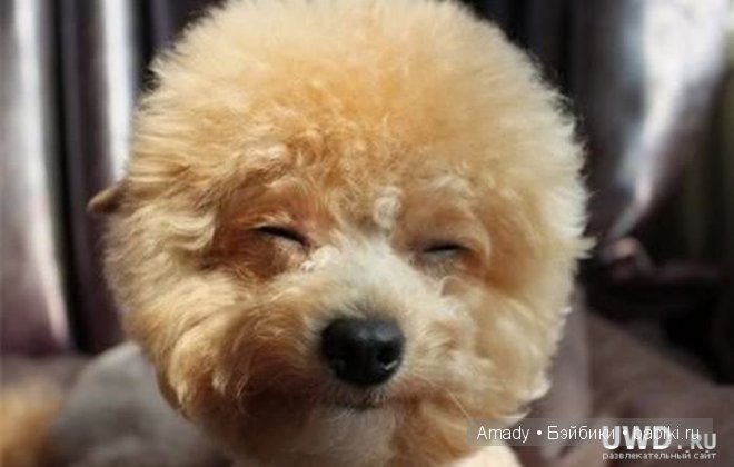 Позитив. Самые добрые и забавные фотографии для поднятия настроения | Бэйбики Позитив. Самые добрые и забавные фотографии для поднятия настроения