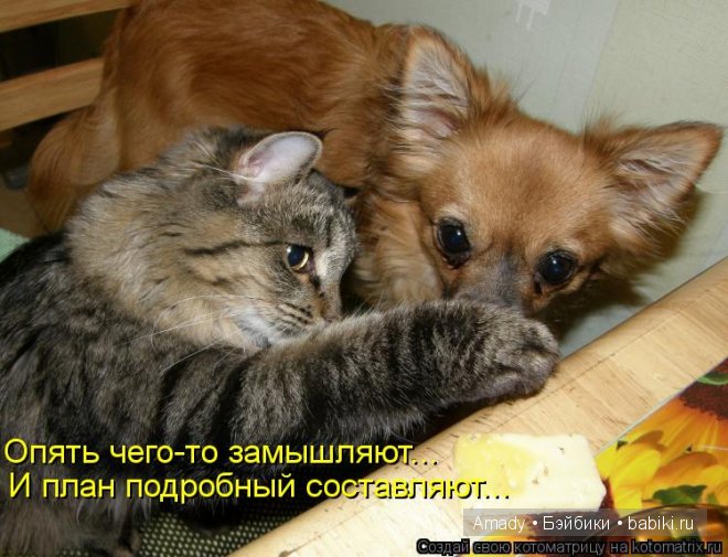 Позитив. Самые добрые и забавные фотографии для поднятия настроения | Бэйбики Позитив. Самые добрые и забавные фотографии для поднятия настроения